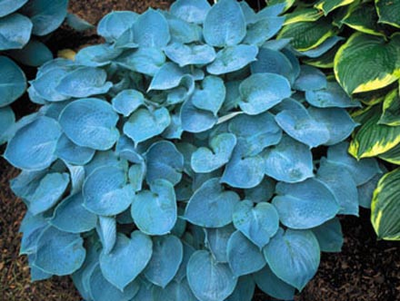 HADSPEN BLUE 