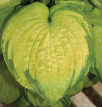 JABULANI