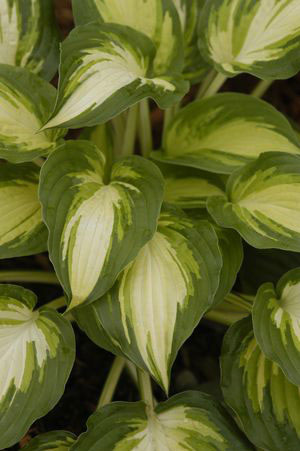 LAKESIDE LOVE AFFAIRE