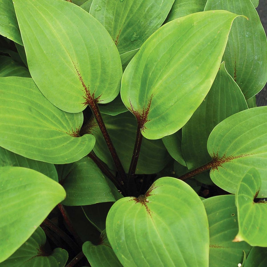 PURPLE HEART Hosta