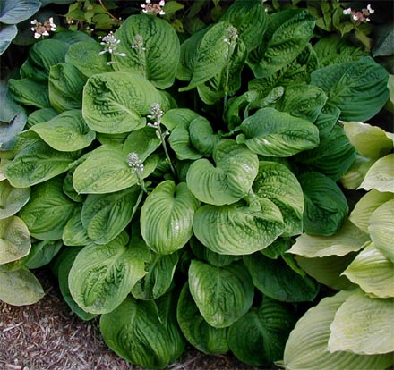 SPINACH PATCH 