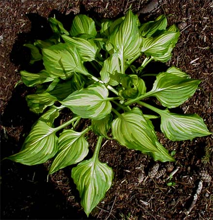 VENTRICOSA AUREOMACULATA 