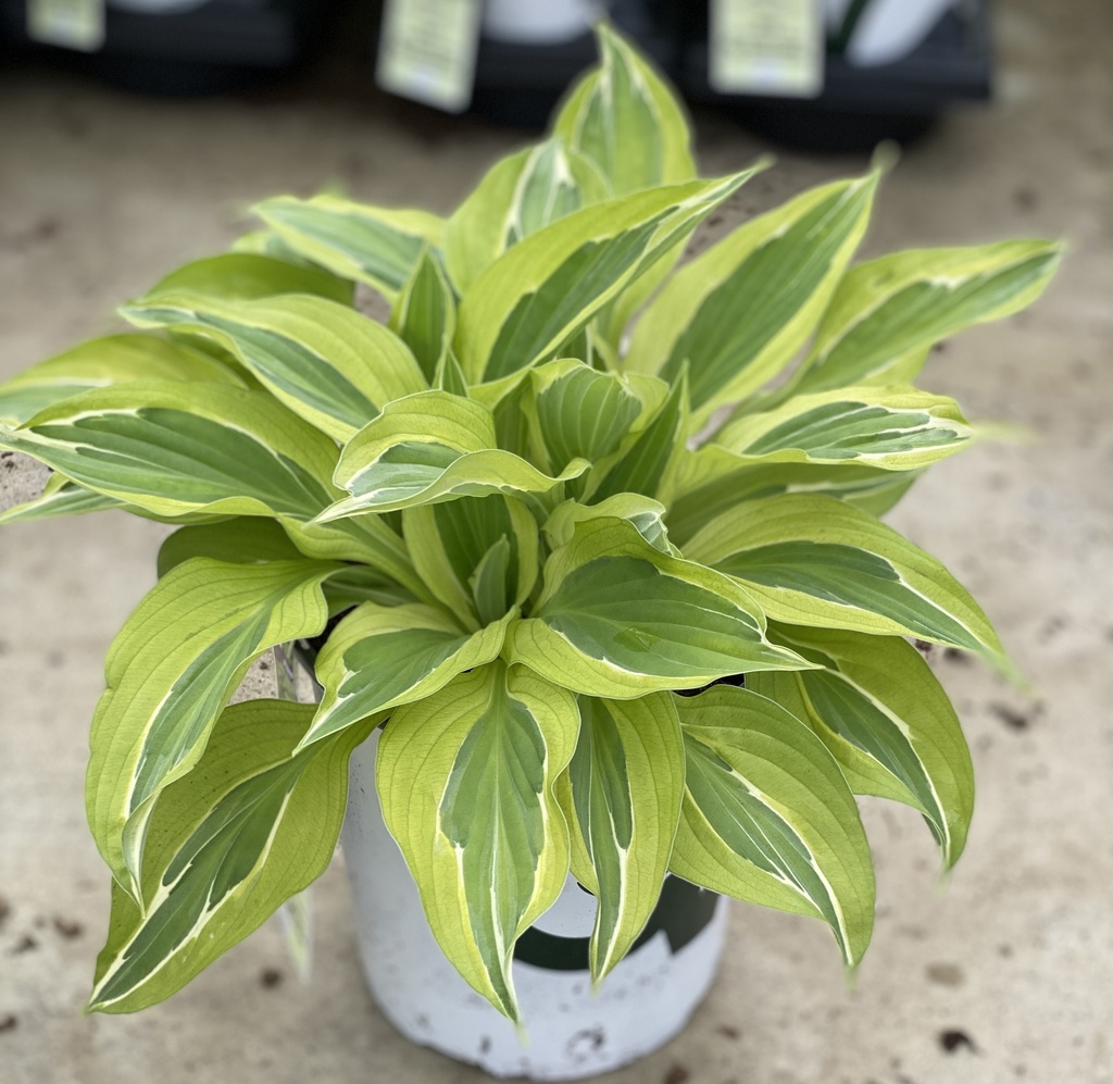 YELLOW POLKA DOT BIKINI