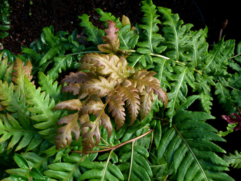 Jeweled Chain Fern ~ Woodwardia unigemmata