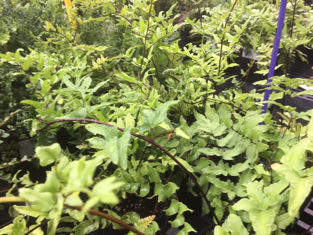 Green Rock Fern - Pellaea viridis