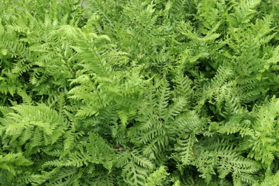 Giant Chain Fern ~ Woodwardia fimbriata