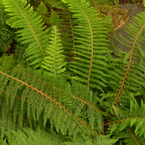 Divided Soft Shield Fern- AKA- Alaska Fern ~ Polystichum setiferum 'Divisilobum'