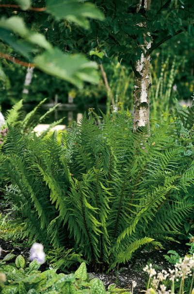 Male Fern ~ Dryopteris filix mas