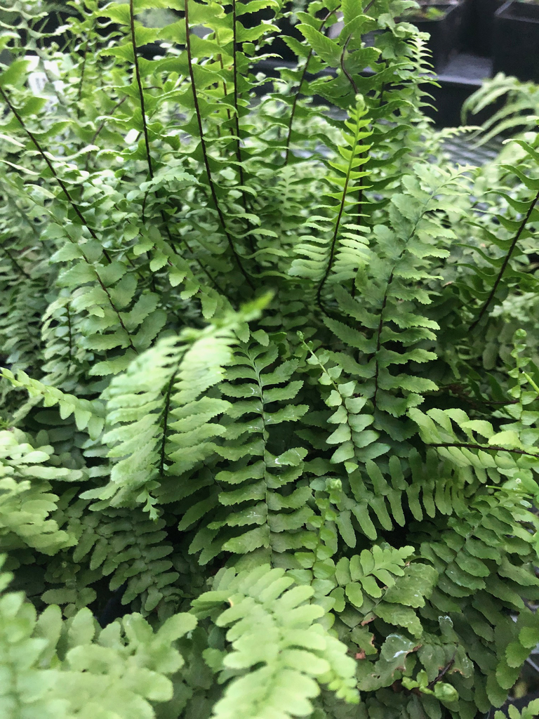 Ebony Spleenwort ~ Asplenium platyneuron