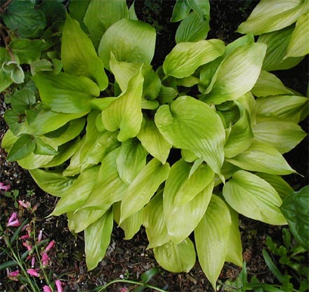 RALEIGH REMEMBERANCE