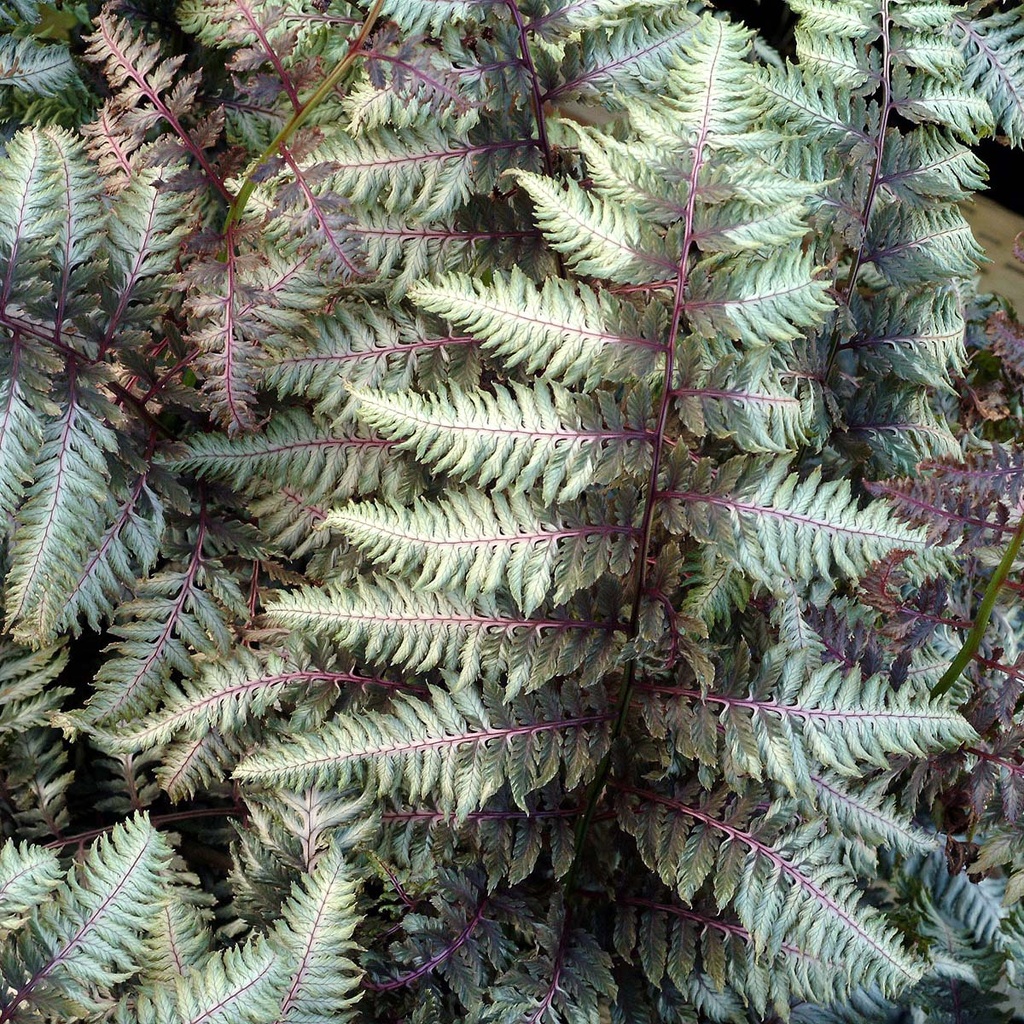 Pewter Lace Painted Fern - Athyrium niponicum ‘Pewter Lace’