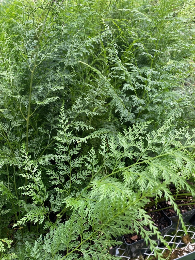 KANTO CARROT FERN - Onychium japonicum ‘Kanto’
