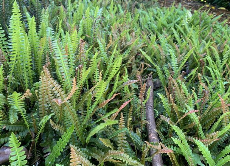 Antarctic Water Fern ~ Blechnum penna-marina subsp. penna-marina