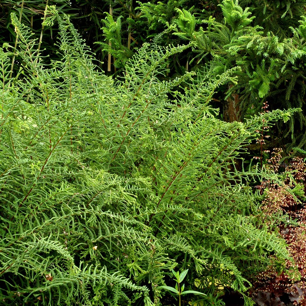 Dre's Dagger Fern ~ Athyrium filix femina ‘Dre’s Dagger’