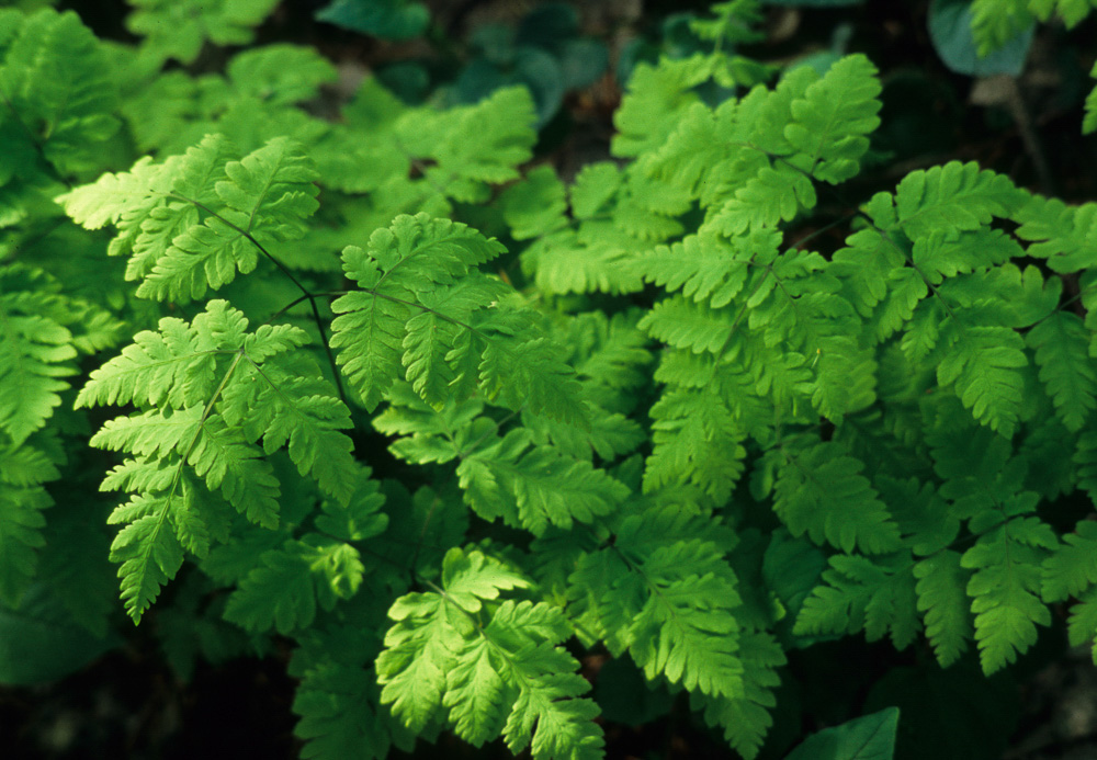 Plumose Oak Fern ~ Curriana dryopteris plumosum AKA~ gymnocarpium dryopteris plumosum