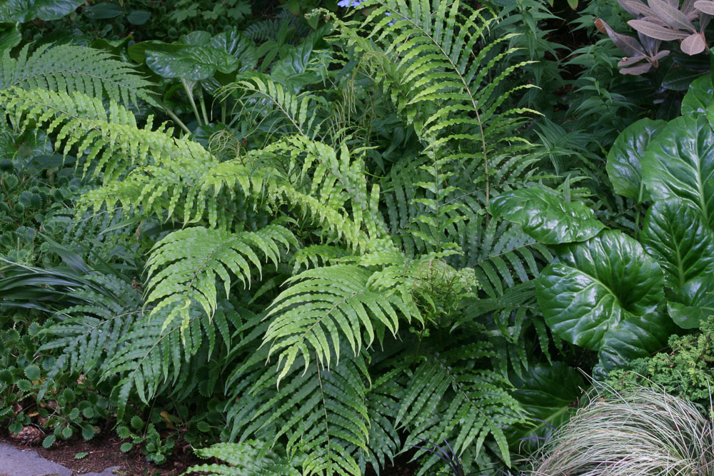 Palm Leaf Fern ~ Parablechnum novae-zelandiae