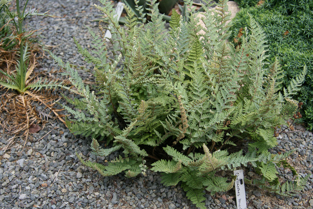 WOOLY LIP FERN ~ Cheilanthes tomentosa