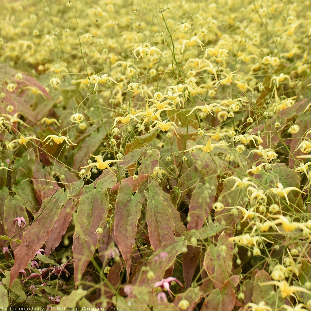 WOODLAND ELF ~ Epimedium