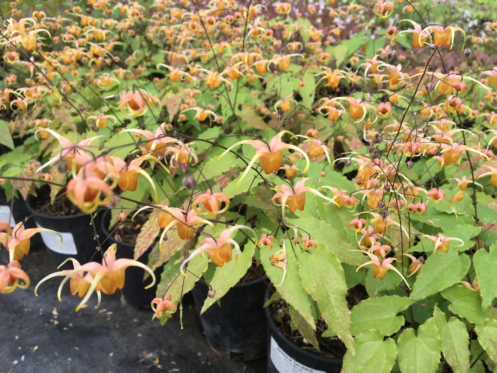 AMBER QUEEN | Sebright Gardens