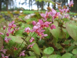 CHERRY TART Epimedium