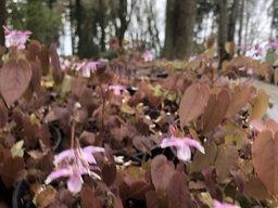Grandiflorum var. violaceum 