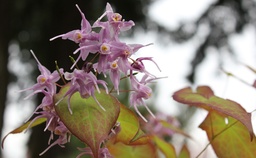 LILAC CASCADE
