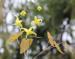 LISHIHCHENII