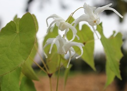 PAUCIFLORUM