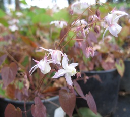 PURPLE HEART Epimedium