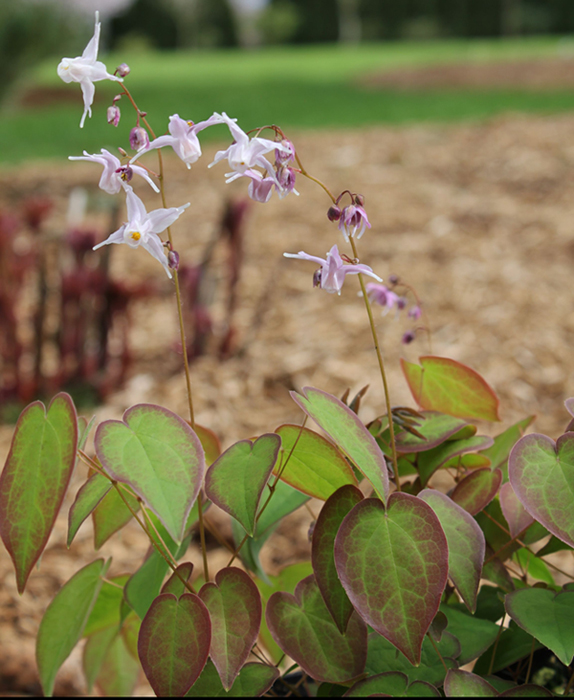 Sebright Gardens Royal Flush Epimedium - Thumbnail 2