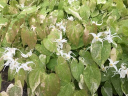 VARIEGATED #1