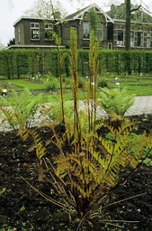 Asian Royal Fern - Osmunda Japonica