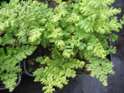 Beautiful broad Buckler- Dryopteris austriaca lepidota ‘Crispa Cristata’