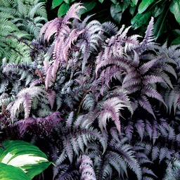 Burgundy Lace Painted Fern - Athyrium niponicum ‘Burgundy Lace’