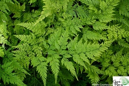 Carrot Fern - Onychium japonicum