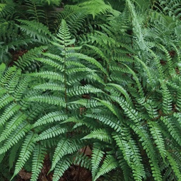 Champion’s Wood Fern - Dryopteris championii