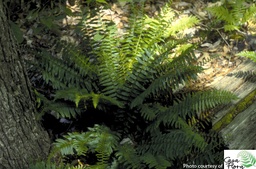 Christmas Fern - Polystichum acrostichoides