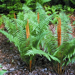 Cinnamon Fern - Osmundastrum cinnamomea