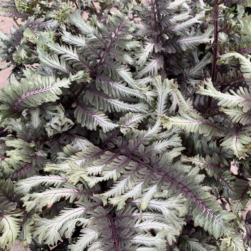 Crested Surf Painted Fern - Athyrium niponicum ‘Crested Surf’