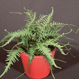 Dragontail Fern - Asplenium ebenoides 