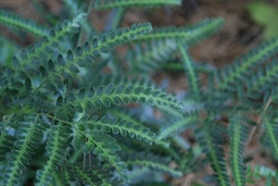 East Indian Holly Fern - Arachniodes simplicior