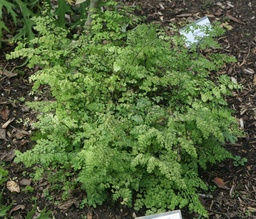 Fragrant Maidenhair Adiantum raddianum fragrantissiumum