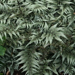 Godzilla Painted Fern - Athyrium niponicum ‘Godzilla’