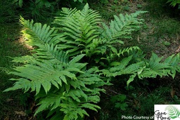 Goldie’s Wood fern - Dryopteris goldiana