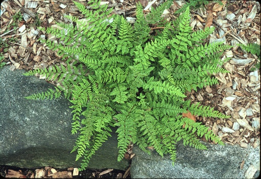 Hairy Lip fern - Cheilanthes lanosa