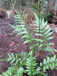 Hard Water Fern - Blechnum (Parablechnum) wattsii 