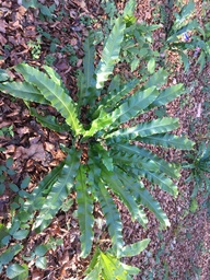 Hart’s Tongue Fern - Asplenium (Phyllitis) scolopendrium