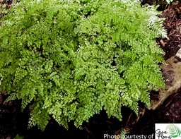 Himalayan Maidenhair - Adiantum venustum