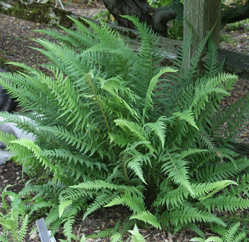 Japanese Beech Fern - Thelypteris decursive-pinnata