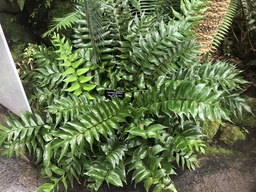 Japanese Holly Fern - Cyrtomium falcatum ‘Rochfordianum’